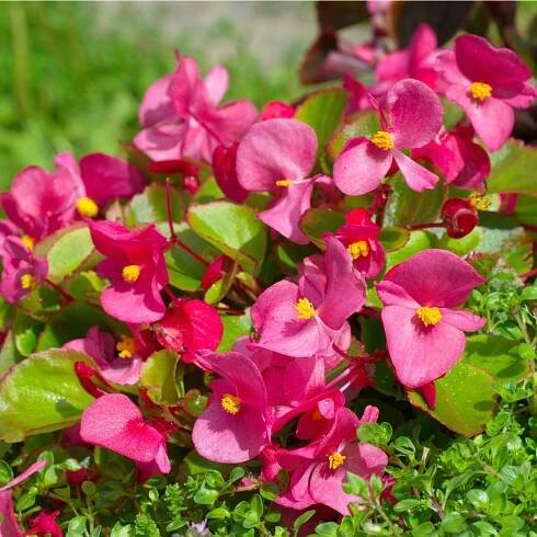 Voskovka Heaven Rose F1 - Begonia semperflorens - semena - 10 ks