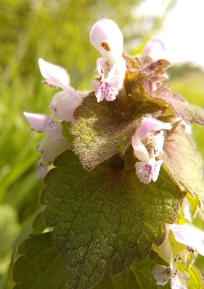 Red Deadnettle