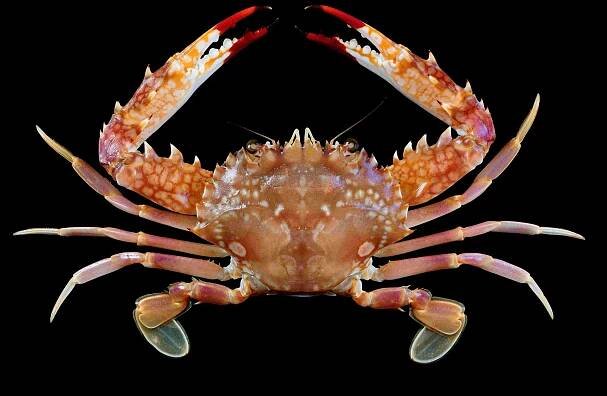 Crab Database · Krabi