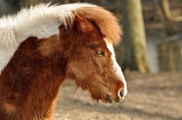 Shetlandský Pony, Příroda, Kůň, Poník