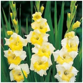 Gladiol Buggy – Gladiolus – gladioly – hlízy