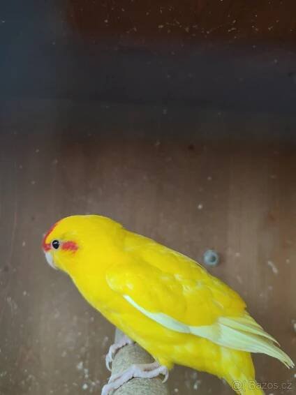 Kakariky