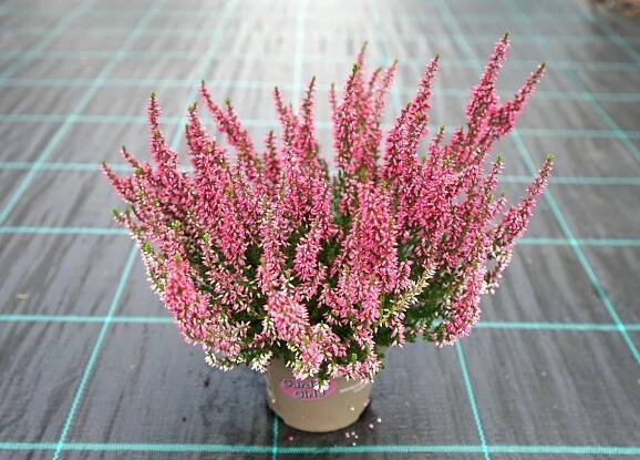Calluna vulgaris vřes obecný + odrůdy - Havlis.cz