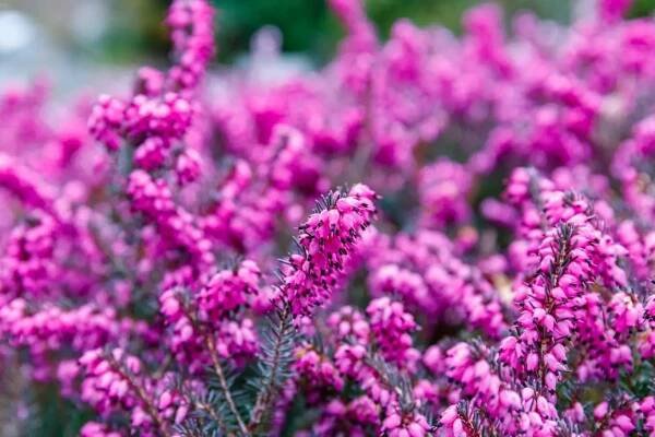 vřesovec pleťový (Erica carnea)