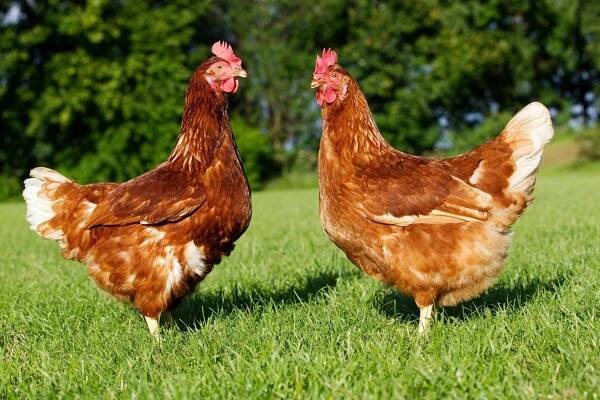 Proč naše babičky přidávaly slepicím do krmení oregano a proč byste měli taky