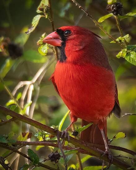 Northern Cardinal