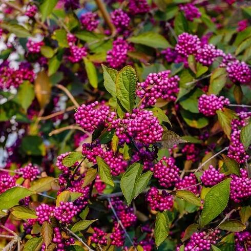 Krásnoplodka – Callicarpa acuminata – osivo krásnoplodky
