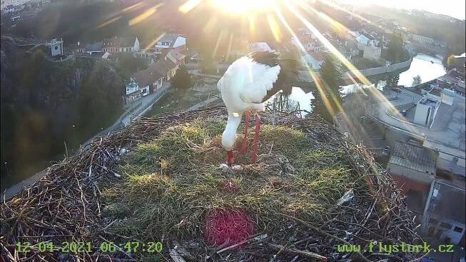 Třebíčští čápi nad Flystork prodejnou