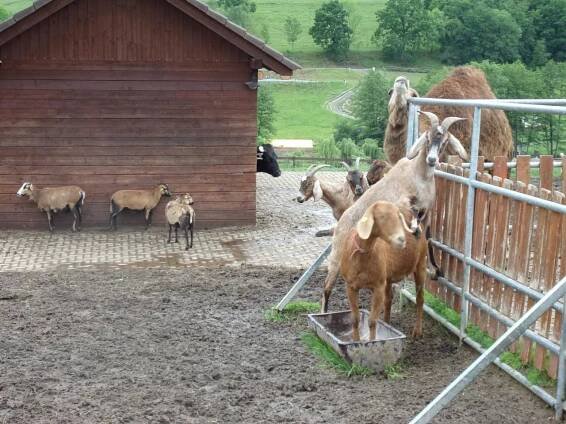 Třídní výlet- FARMA SOBĚHRDY-třída ČMELÁČCI - Oficiální stránky MŠ Včelička, Škvorec