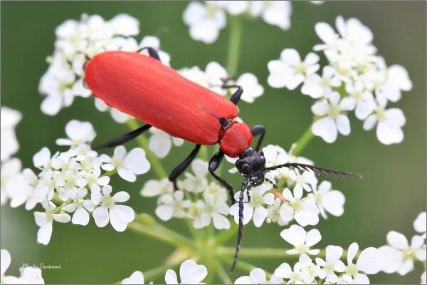 fauna Šluknovska - brouci - Fotografie zvířat a přírody - Monika Suržinová