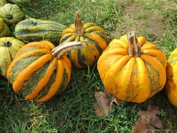 Tykev obecná Kamo Kamo - Cucurbita pepo