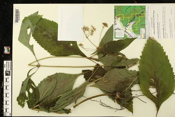 Eleusine indica - Species Page - APA: Alabama Plant Atlas 