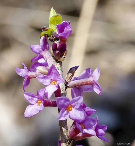 Lýkovec jedovatý (Daphne mezereum)