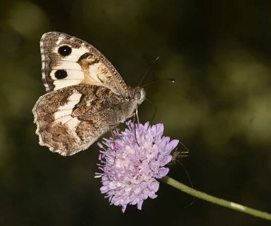 Pseudochazara amalthea, Crete - photo © K. Bormpoudaki