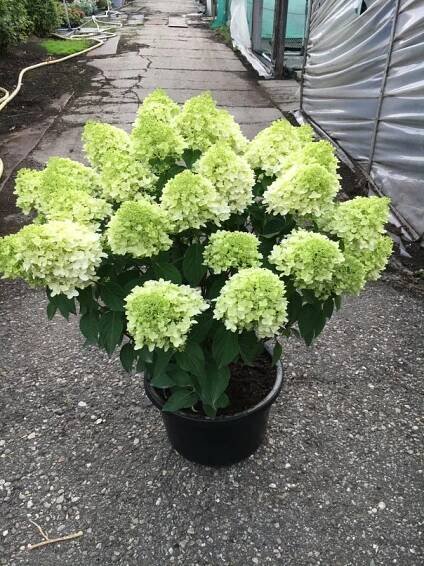Hortenzie - Hydrangea velkoobchod | Adametz s.r.o.