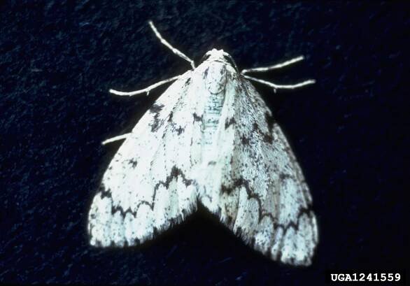Nepytia freemani