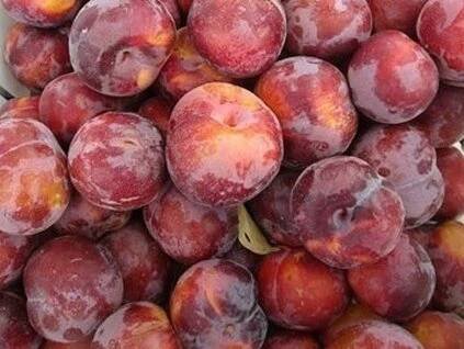 Švestkomeruňka 'Flavor Gem'