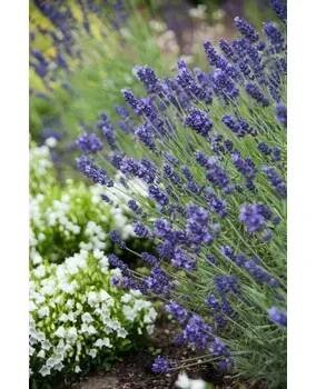 Lukon Glads Lavandula angustifolia HIDCOTE BLUE STRAIN - levandule úzkolistá