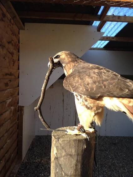 Gallery – Mayfield Birds Of Prey | Falconry In Ireland
