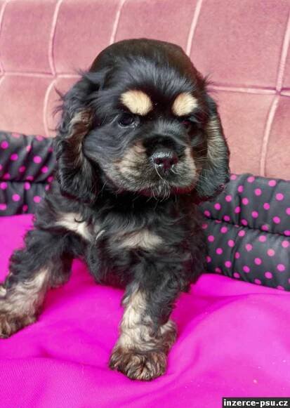 Americký kokršpaněl-štěňata/ american cocker spaniel-puppies