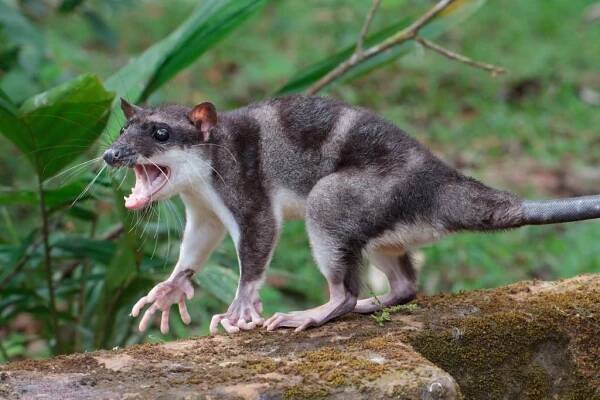 Vačice vydří (Chironectes minimus)
