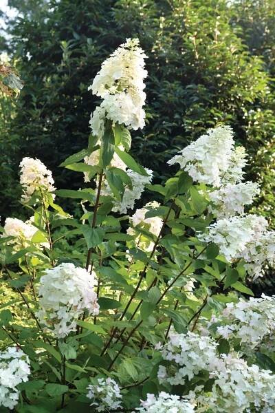 H. Paniculata 'Unique'