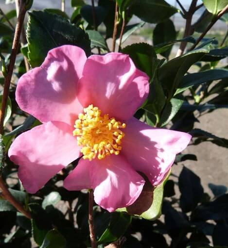 Camellia Sasanqua Pictures