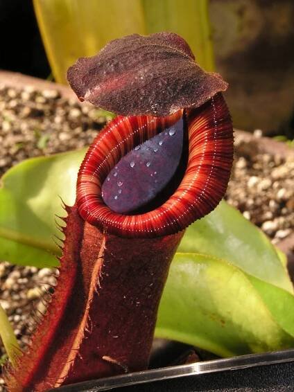 láčkovka Nepenthes lowii x truncata - informace