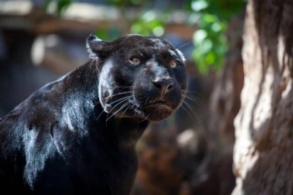 Černý jaguár