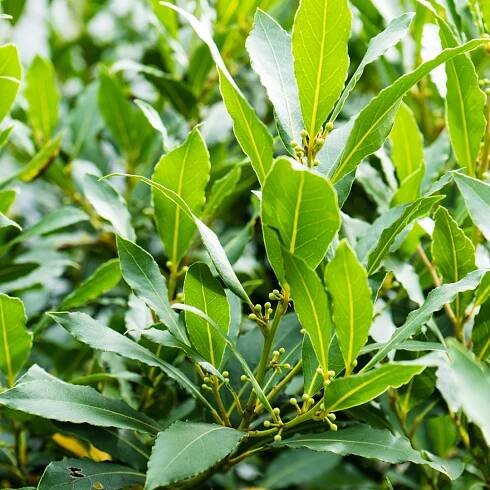 Herbs in History: Laurel