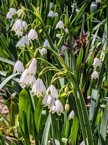 These are Snowflakes – not to be confused with Snowdrops. The Snowflake is a much taller growing bulb which normally has more than one flower per stem. Snowflake petals are even, each with a green spots on the end, whereas Snowdrops have helicopter-like propellers that are green only on the inner petals.
