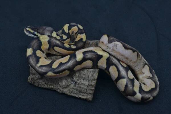 Lesser Pewter
