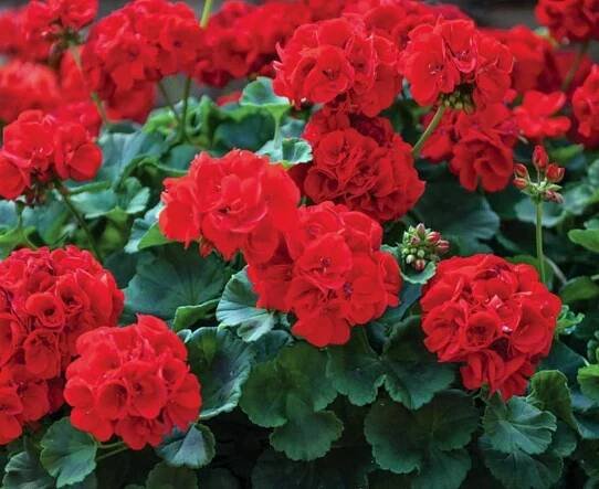 Pelargoniums – Richard's Plants 