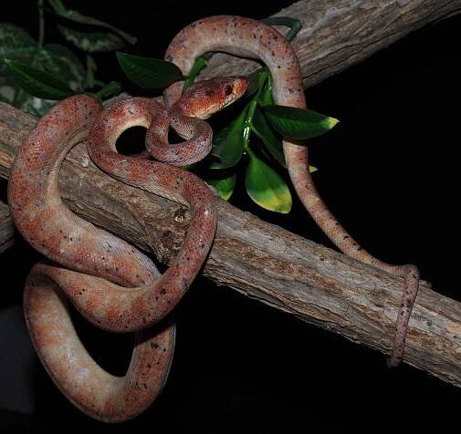 Pochlubte se - Psohlavci (Corallus) - poradna.net