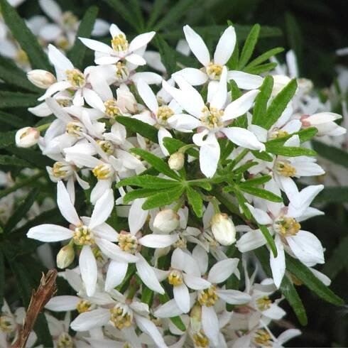 choisya ternata white dazzler