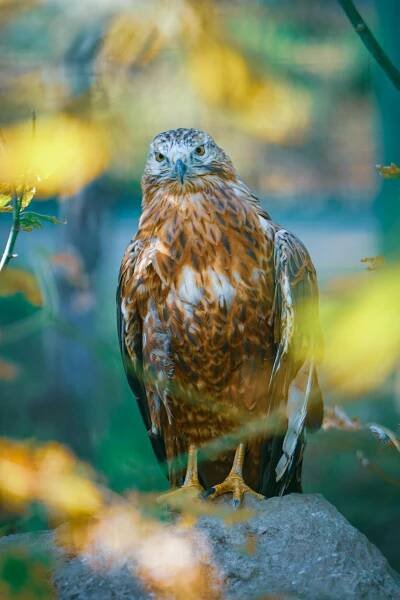 Základová fotografie na téma albánie, biodiverzity, buteo buteo, chování zvířat, divočina, divoký, dravec, dravý, evropa