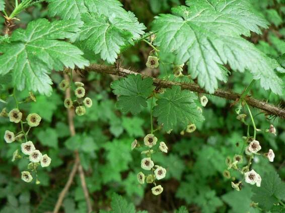 Soubor:Ribes lacustre 10504.JPG – Wikipedie