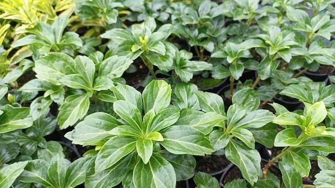 PACHYSANDRA TERMINALIS GREEN SHEEN