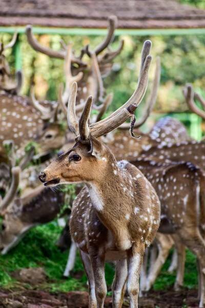 bezplatná Základová fotografie zdarma na téma antilopa, biodiverzity, chital Základová fotografie