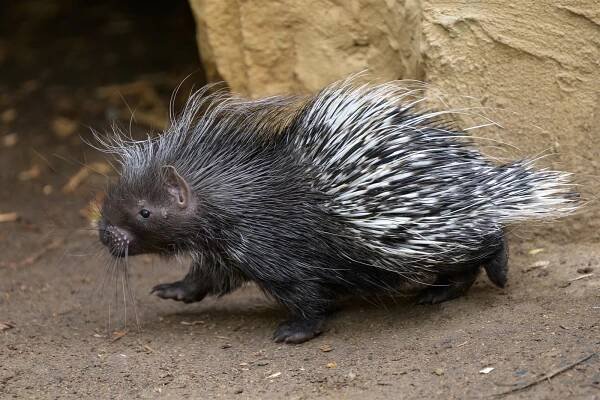 VIDEO: Pár dikobrazů v pražské zoo vychovává už dvanáctého babypankáče