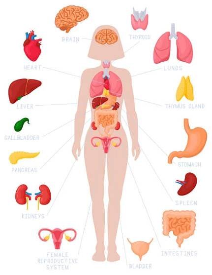 žena vnitřní orgány infografika. anatomie lidského těla, plíce, ledviny, srdce, mozek, játra a ženské reprodukční vektory ilustrační sada - brzlík stock ilustrace