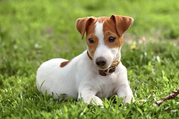 Jack Russell | Co musíte vědět před jeho pořízením?