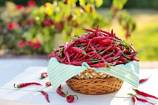 Jak naložit chilli papričky do nálevu? Uchovejte vlastní úrodu na zimní měsíce