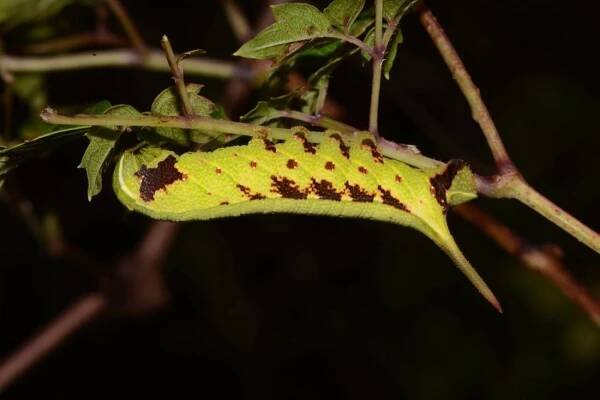 Enyo lugubris - SPHINGIDAE OF THE UNITED STATES OF AMERICA