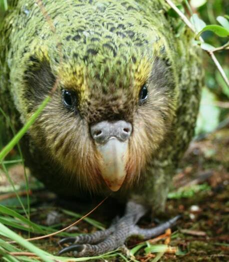 Project Echo-Sanctuary | Milford Sound Lodge 