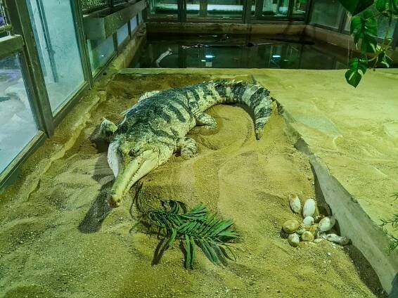 Krokodýlí zoo Protivín - Protivín, Jižní Čechy | Regiontourist.cz