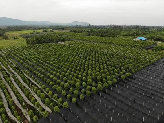 an aerial view of rows of trees with mountains in the background