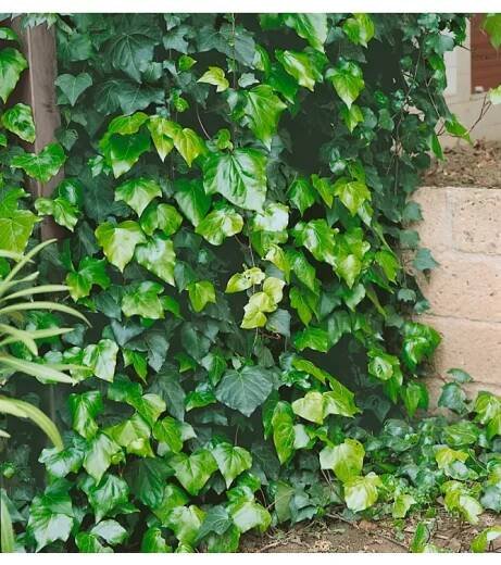 Hedera hibernica 40-60 RP1,6L