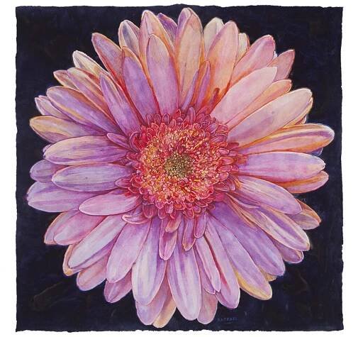 Tisserand Zinnia, 2020, watercolor on paper, 35 1/2 x 35 1/2 inches