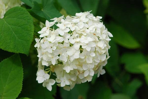 Hortenzie stromkovitá - Hydrangea arborescens, květy, květenství